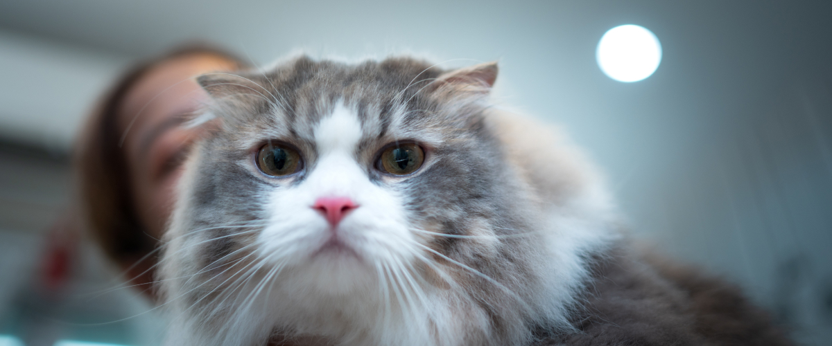 veterinarian doctor scottish fold kitten vet clinic