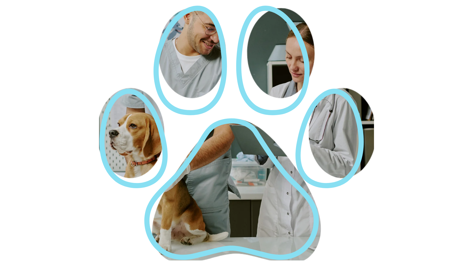 Vet near me Kokinos Veterinary Services caring for horses dogs and cats in Vernon NY