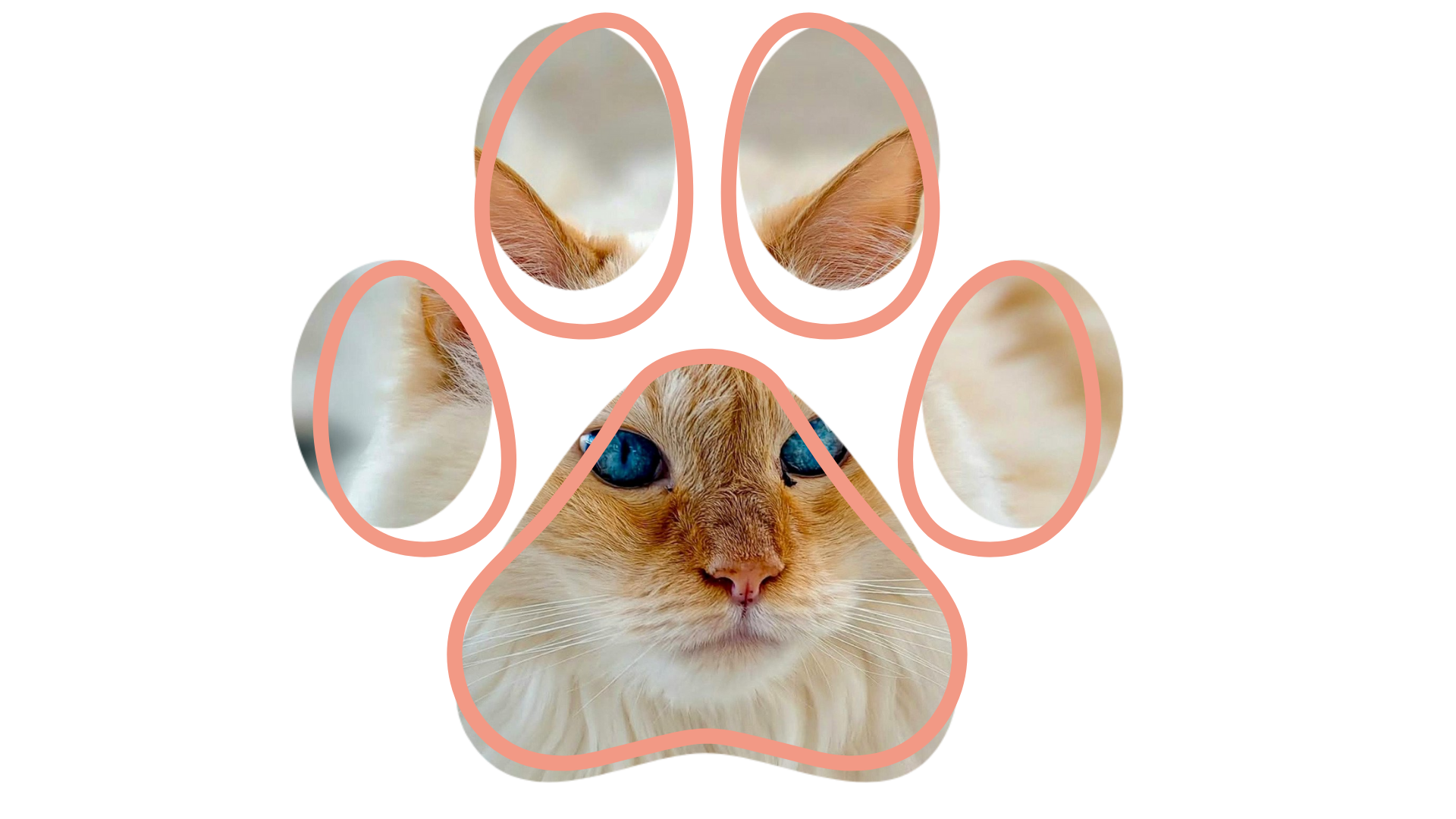 Vet near me wellness exam Kokinos Veterinary Services Vernon NY dogs and cats