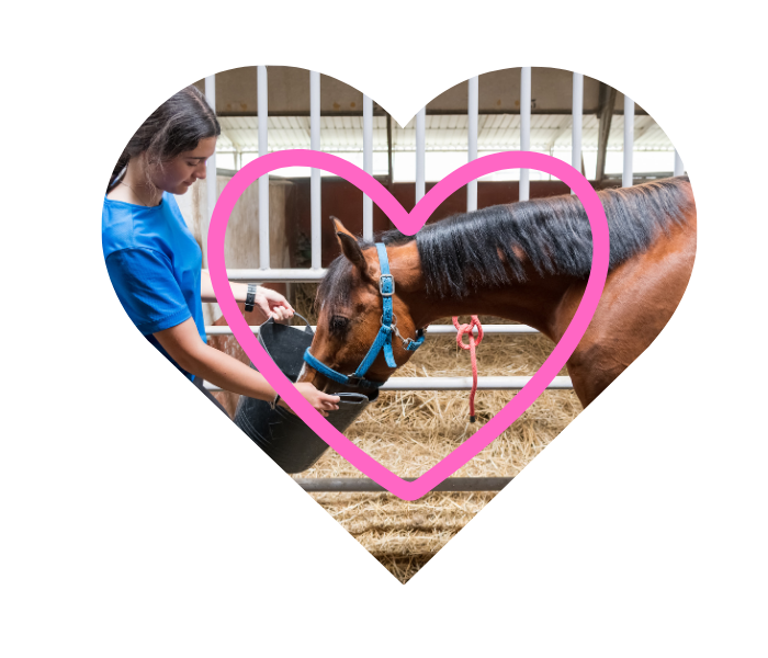 Giving healthy food to a horse with guidance from Kokinos Veterinary Services in Vernon, NY