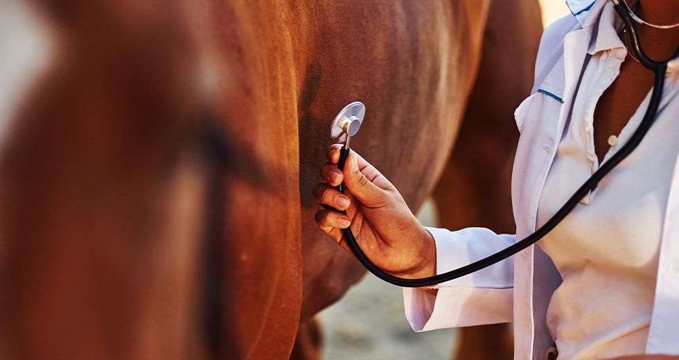 veterinarian checking a horse with a stethoscope