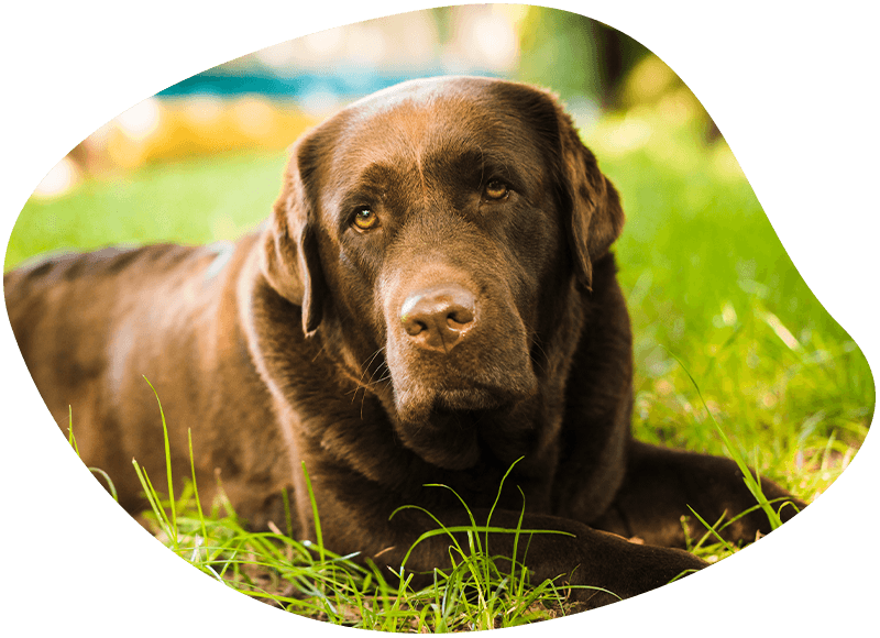 brown labrador dog lying on green grass