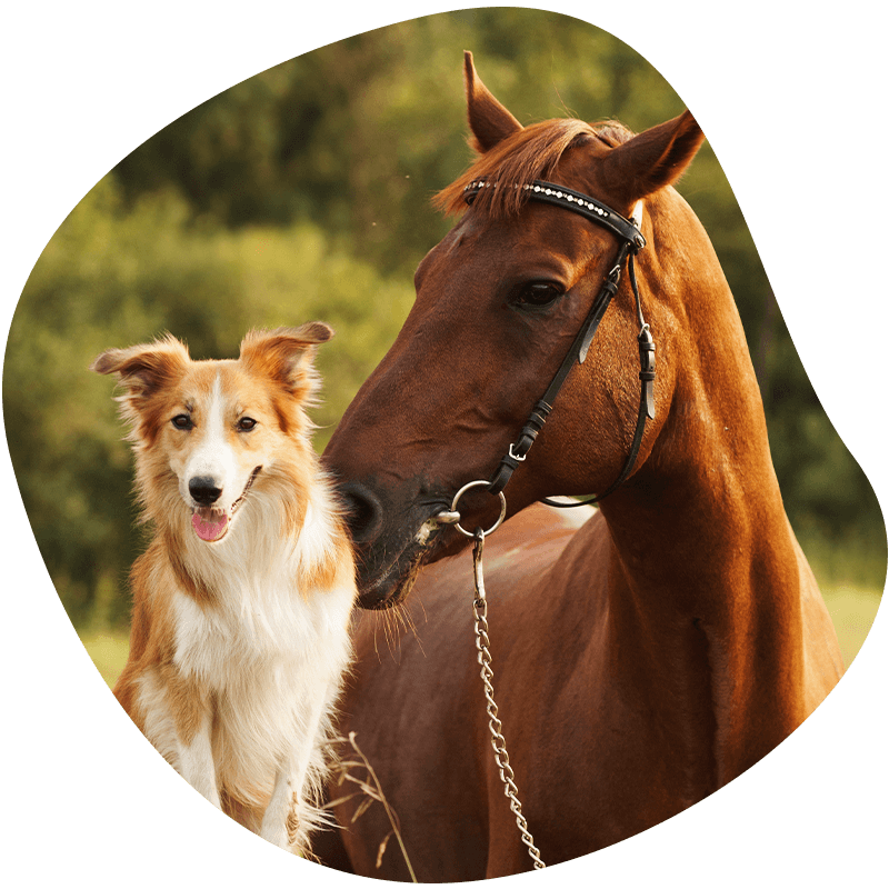 adorable border collie dog and a horse together