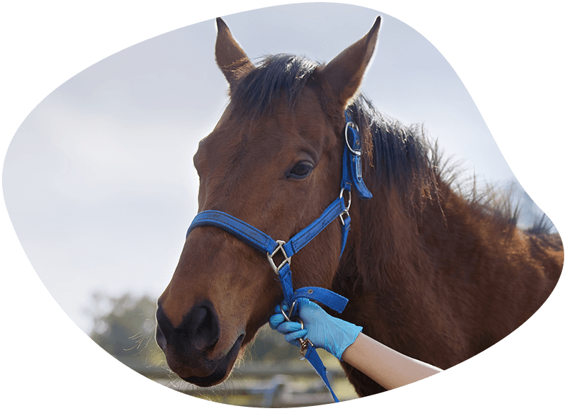 beautiful brown horse close up