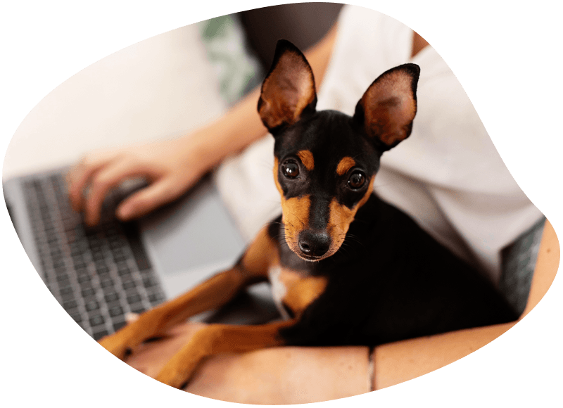 woman using a laptop with her dog on her lap