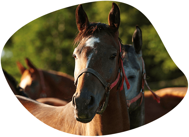 group of brown horses