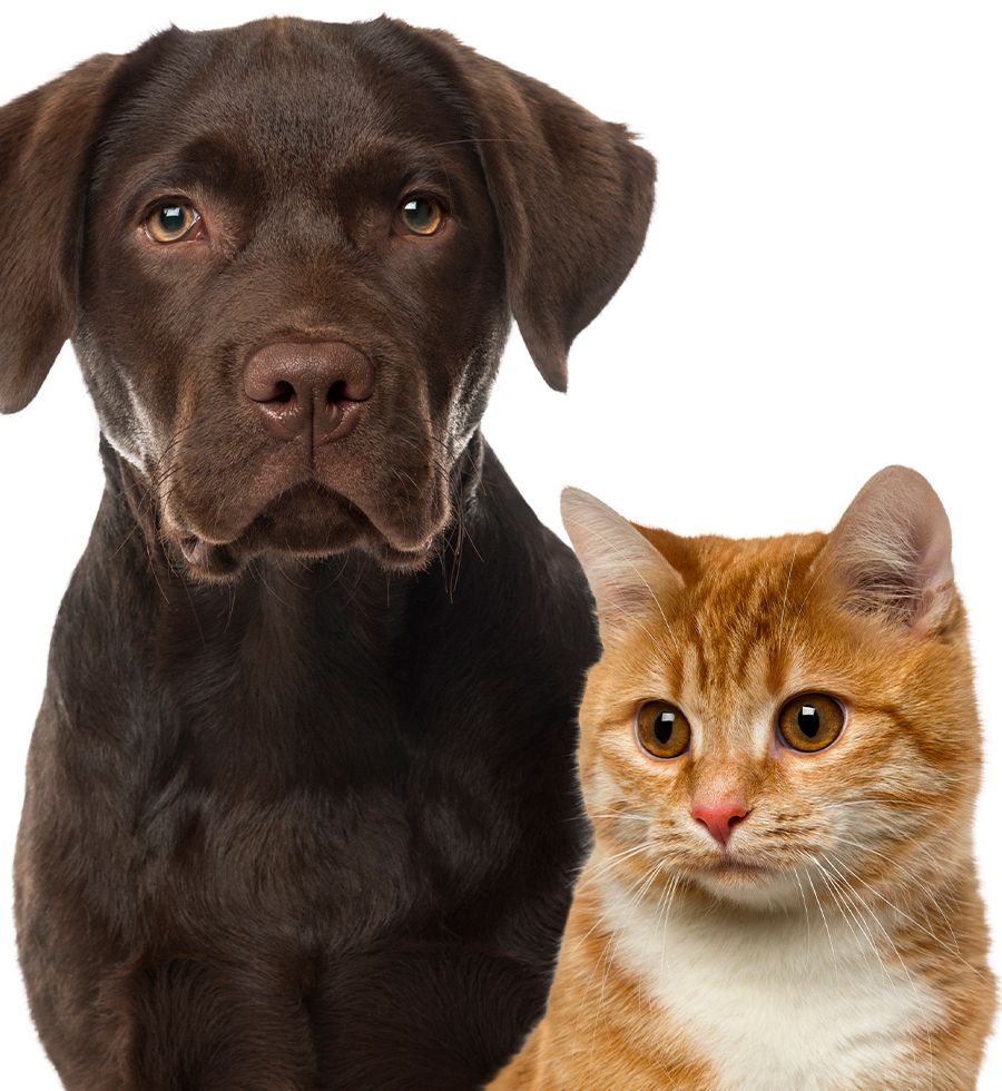 brown lab puppy and a cat together