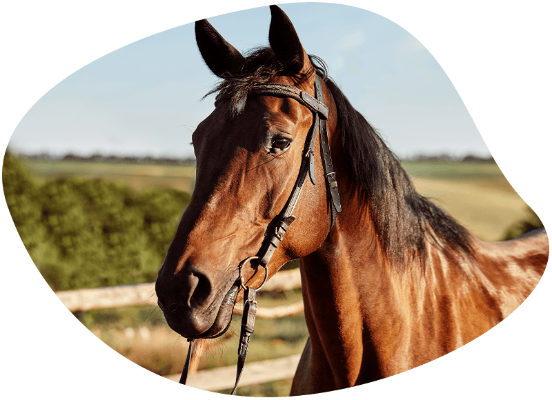 beautiful brown horse closeup