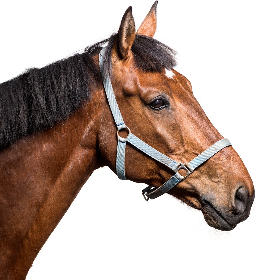 head of a brown horse with white background