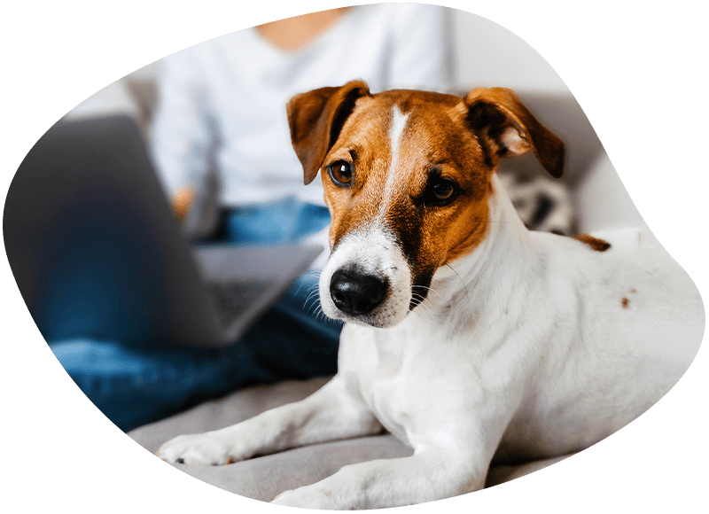 woman using a laptop next to her jack russell dog