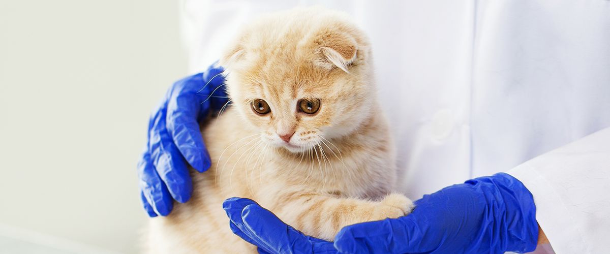 vet holding a little kitten