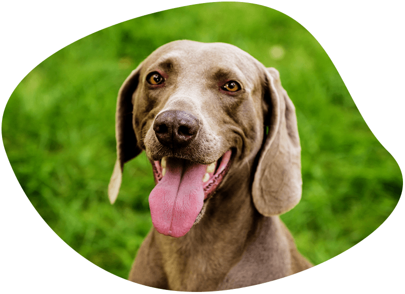 smiling weimaraner dog with a green blurry background