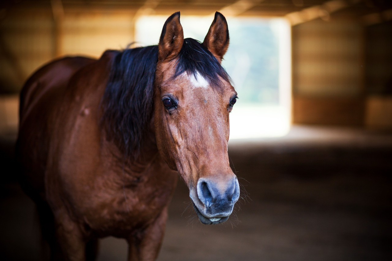old-brown-horse-in-a-barn-or-stable-on-a-farm-in-t-2024-09-19-09-08-17-utc-1
