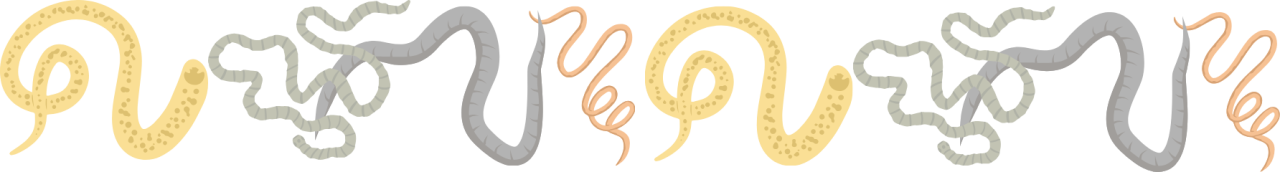 Worms representing animal parasites in Vernon, NY