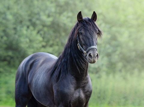 The Importance of Regular Equine Wellness Exams