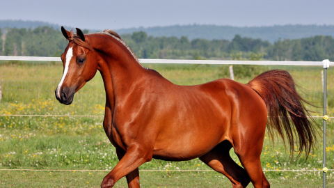 Winter Care Tips: Keeping Your Pets & Equines Safe in Cold Weather