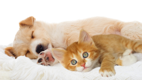 Starting Heartworm Prevention for Puppies and Kittens
