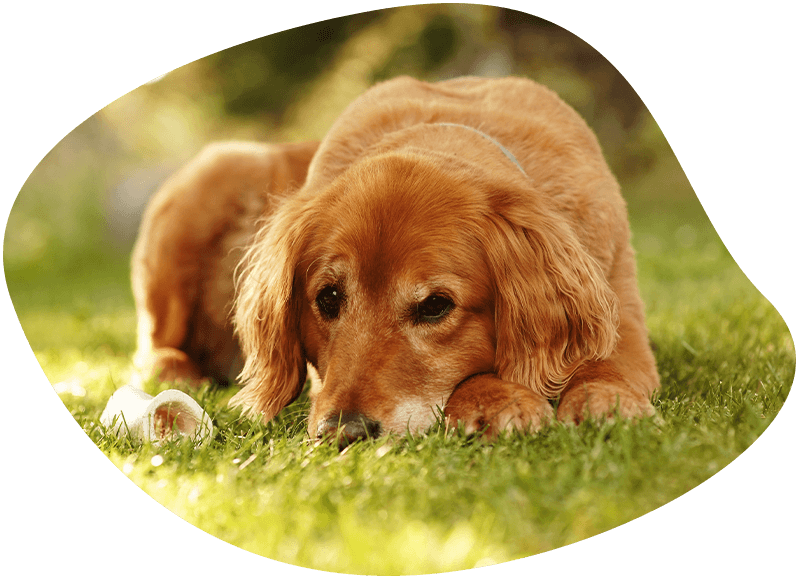 old golden retriever dog on the green grass