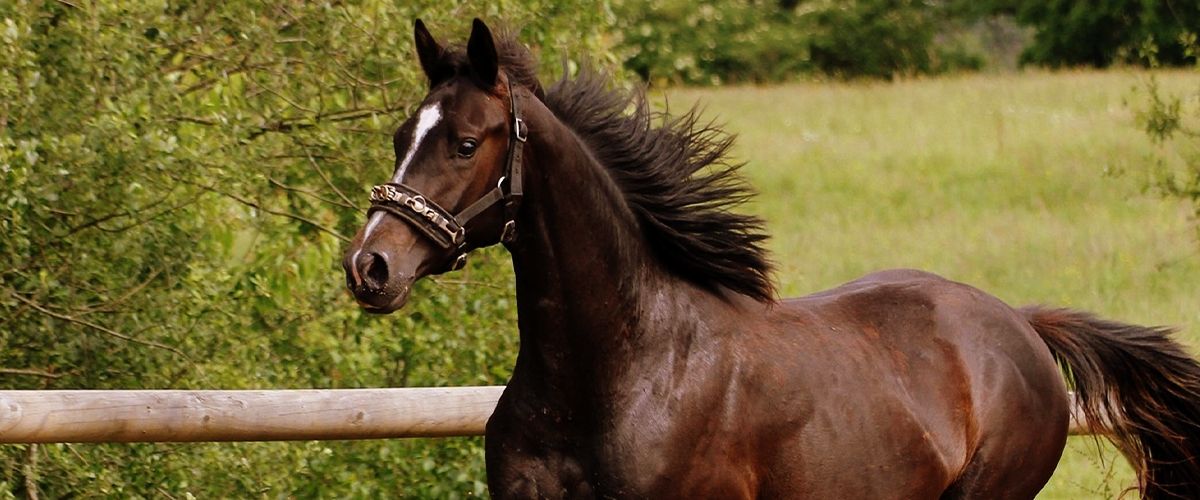 brown horse running