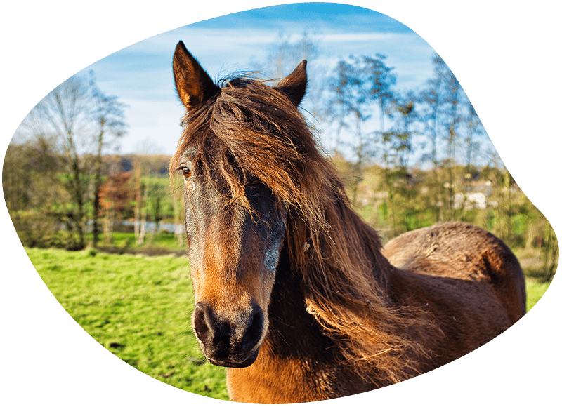 brown horse in the fields