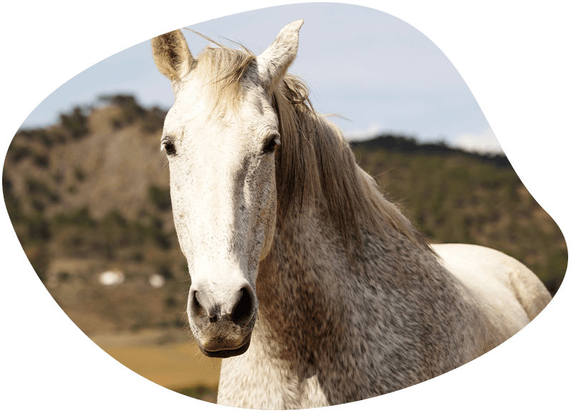 white horse looking at the camera