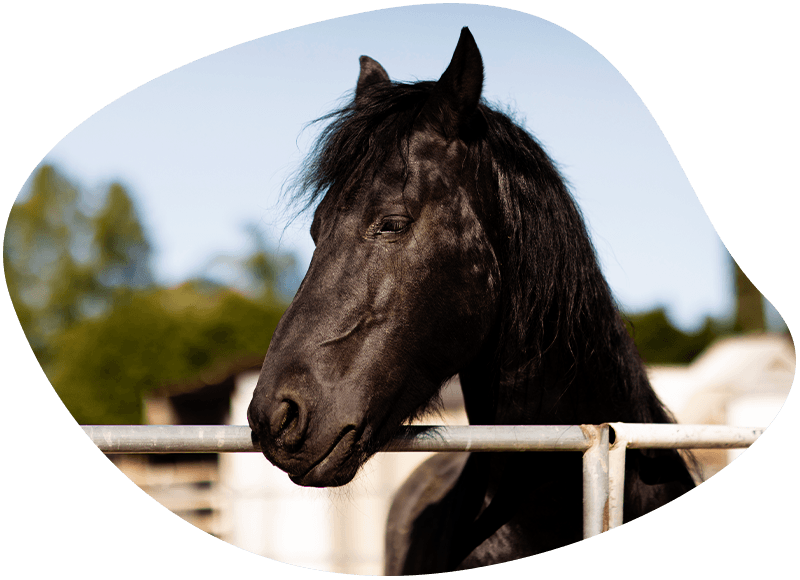 black horse closeup