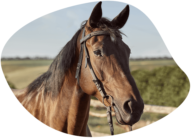 chocolate horse with natural landscape