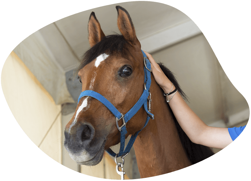 horse being petted