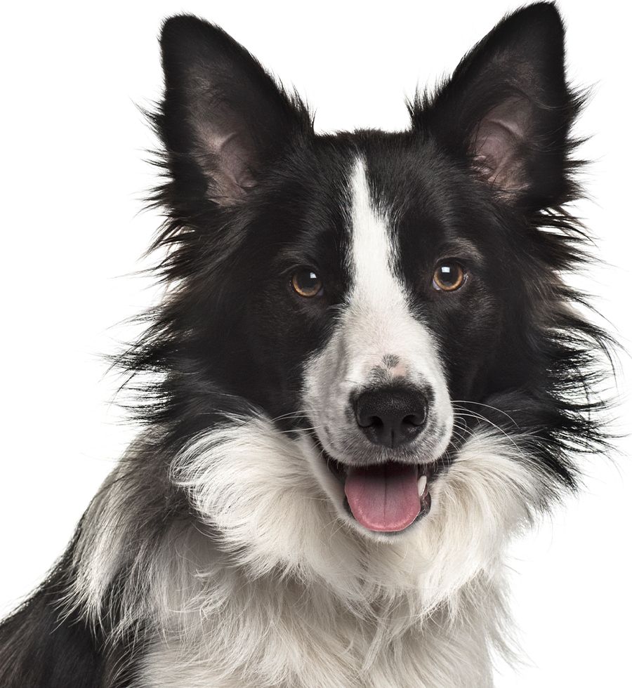 smiling black border collie puppy