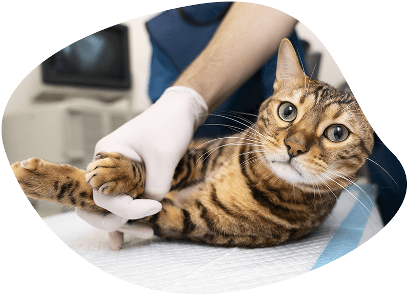 preparation for a cat surgery