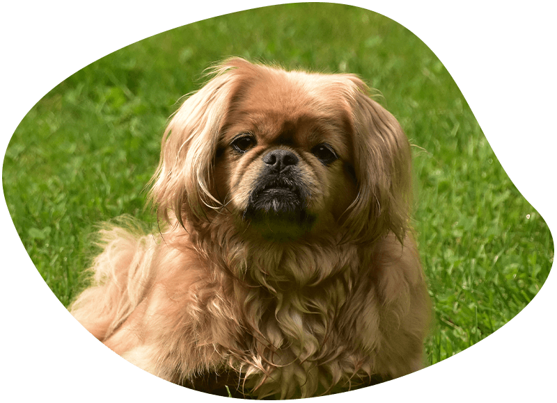 pekingese dog on green grass