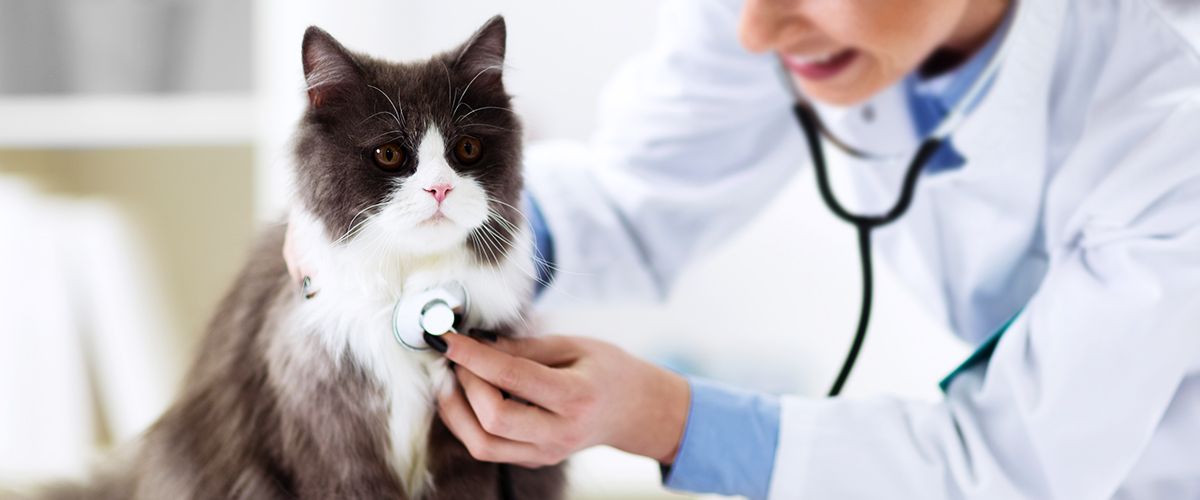 vet checking a furry cat