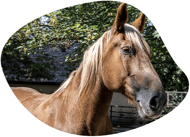 adult brown horse