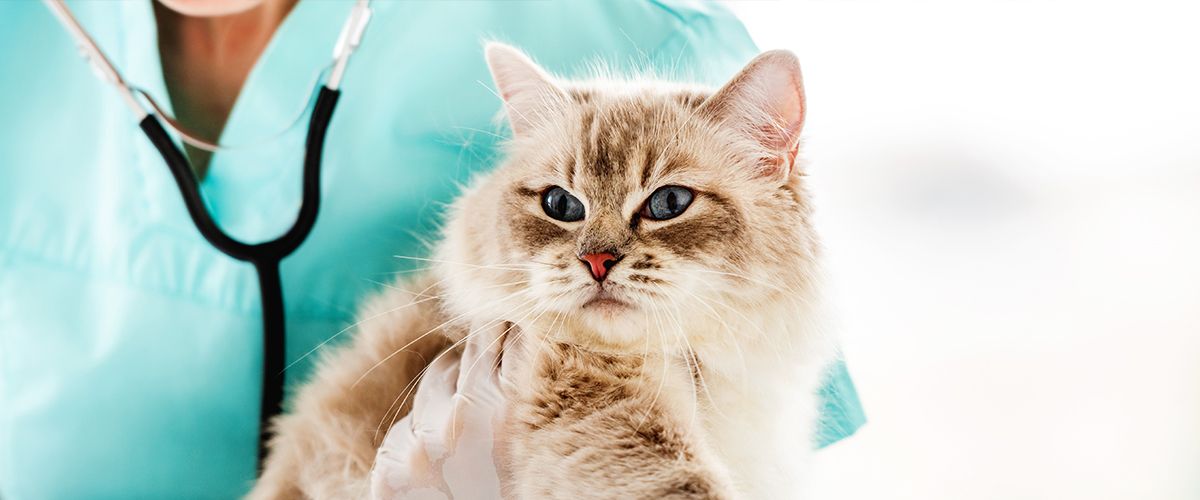 veterinarian holding a ragdoll cat